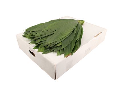 Chamaedorea Metallica Per Bunch 65cm