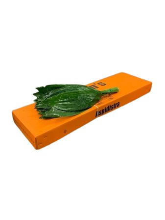Aspidistra Elatior Per Bunch 60cm