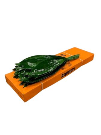 Aspidistra Elatior Per Bunch 70cm