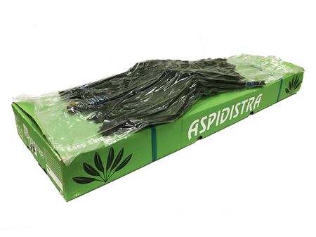 Aspidistra Elatior Per Bunch 60cm