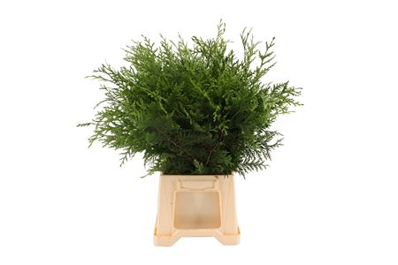 Thuja Plicata Atrovirens Per Bunch 50cm