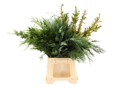 Chamaecyparis Mix Per Bunch 50cm
