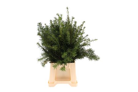 Taxus Media Hicksii Per Bunch 50cm