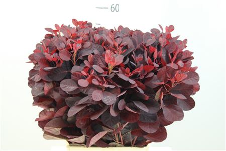 Cotinus Coggygria Royal Purple 50cm
