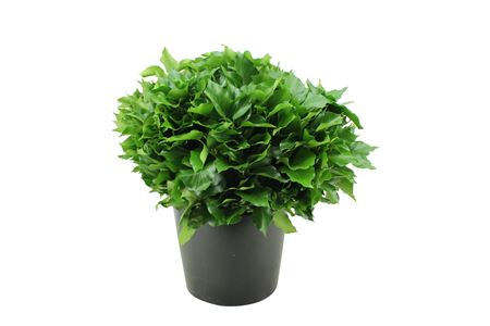 Hedera Green Per Bunch 70cm