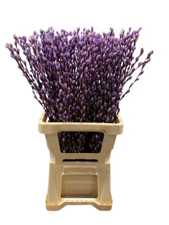 Salix Snow Flake Painted Milka 70cm