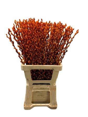 Salix Snow Flake Painted Orange 70cm