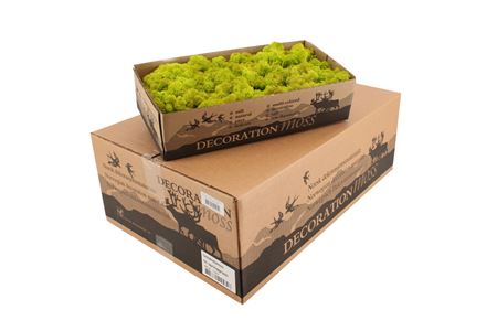 Icelandic Reindeer Moss May Green