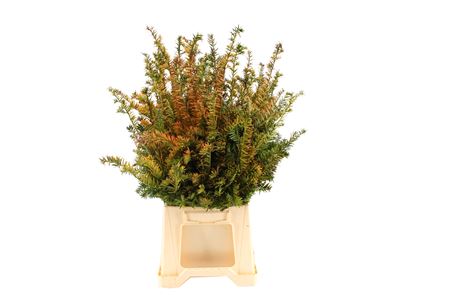 Taxus Baccata Fastigiata Per Bunch 50cm