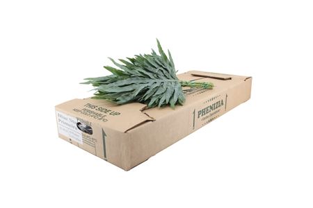Phlebodium Blue Star 40cm