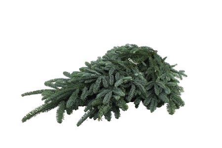 Abies Procera Nobilis Blue Per Kilo