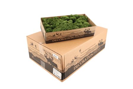 Icelandic Reindeer Moss Moss Green