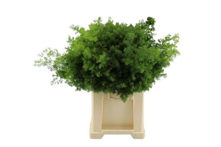 Asparagus Umbellatus 70cm