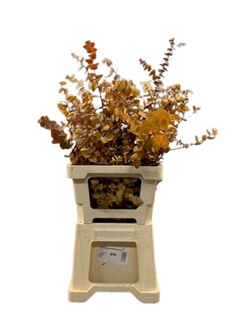 Eucalyptus Stuartiana Painted Yellow Per Bunch 70cm