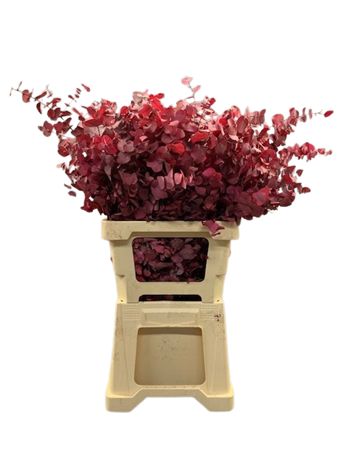 Eucalyptus Stuartiana Painted Lila Per Bunch 70cm 150gr.