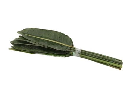 Strelitzia Reginae Leave